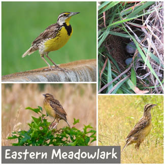 Eastern Meadowlark